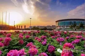 洛阳四月，牡丹倾城|郑州这儿的500亩牡丹连成片图片