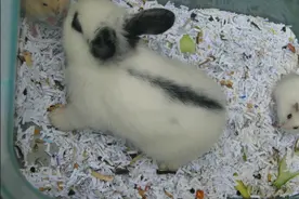 照顾宠物兔子，需要我们倾注情感图片