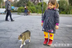 实拍世界最凶猛的猫 为护食咬翻两头恶犬图片