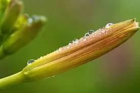 先别考虑黄花菜治不治抑郁，来看看怎么预防中毒吧图片