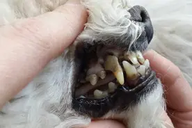 当狗主人看到自己家狗狗牙齿被拔光时，他流下了后悔的泪水图片