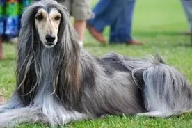阿富汗国宝级猎犬，被禁止出口的阿富汗猎犬超美图片