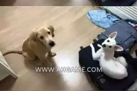 LOL轻松时刻:遇到这样的队友实属不易 怎么挽回变心的辅助？图片