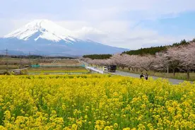 日本富士山下油菜花悉数绽放 与樱花交相辉映图片