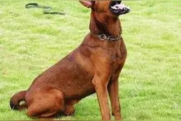 苏联当年援助中国的军警犬：苏联红超级霸气图片