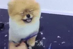 狗狗到底该不该剪毛，告诉你狗狗剪毛的3个利和4个弊图片