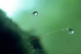 深度好文 ▏又是一年春草绿，再读朱自清《春》图片