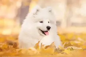 动物世界犬种-萨摩耶犬图片