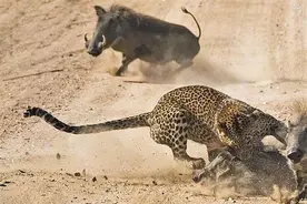 花豹出其不意偷走疣猪宝宝，愤怒疣猪妈妈冒险单挑，结果花豹惨败图片