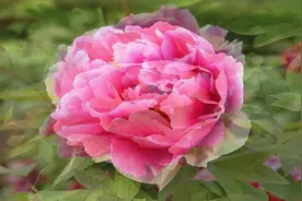 唯有牡丹真国色，花开时节动京城视频封面