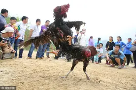 广西融水举办斗鸡比赛庆祝三月三 现场厮杀激烈图片