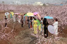 枣庄：万亩桃花盛妆开 旗袍佳丽花中“比美”图片