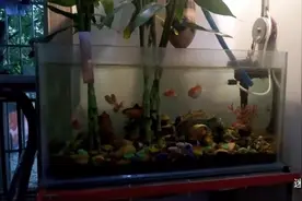 自制鱼缸过滤系统，用的就是可乐瓶和洗脸湿巾，效果还是很不错的