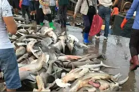 商家当街售卖百条锤头鲨 均为濒危品种图片