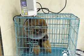 杭州一女士给宠物看病 医药费竟需数千元图片