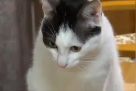 猫咪看到这么大的鱼兴奋坏了，却又不知道如何下嘴