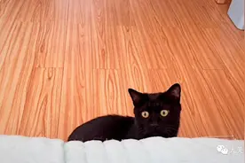 20张猫咪照，张张都是表情包 萌翻了~图片