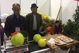 柚子巨无霸冲击吉尼斯记录图片