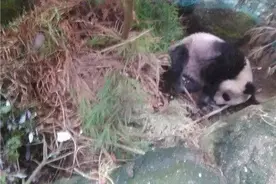 患病大熊猫跑进村支书家求助：两只前掌残疾 2根肋骨骨折图片
