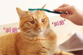 铲屎官用牙刷给猫咪梳毛，猫星人瞬间懵了，纠结的小表情萌翻了！