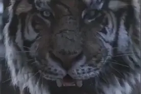 百号人的部队干不过一只东北虎，场面好混乱啊视频封面