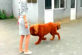 美女养的一条藏獒，这家伙看着怎样？视频封面