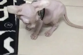 不小心吃了辣椒的猫咪视频封面