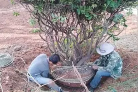 如何用草绳捆绑带土的树根，看了之后你瞬间就会明白！视频封面