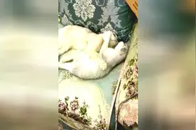 二豆说不要睁着眼睛打喷嚏，瓜子问为什么，因为眼珠子容易飞出来视频封面