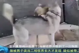 狼被主人误当成二哈，和家里的二哈一起养大，结果……视频封面