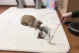 猫咪发现自己的蛋蛋没了后，开始对小奶猫的感兴趣了视频封面