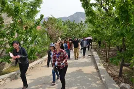 费县周家村：留住青山绿水 天然大乐园里刨金图片