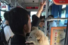 女子公交给狗投币 什么时候可以带宠物上公交车了！？图片