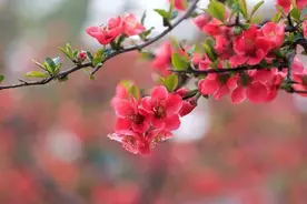 万般柔情争娇艳 4月青岛约会海棠花图片