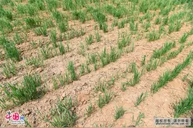 全国旱情开始露头 主要分布在山东等6省份图片