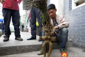 男子卖女性何首乌 女性特征明显 何首乌的功效与作用图片