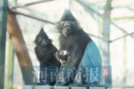 绵羊版的羊驼、粉嫩的河马 郑州动物园上演“萌娃总动员”图片