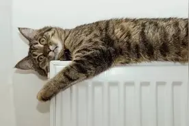 猫都被烤焦了！别哈哈哈了！图片
