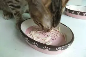 猫饭自制高手|做个真正的爱猫达人！图片