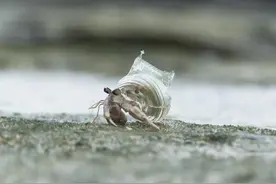 他用3D打印技术给寄居蟹制作了各种风格的家！图片