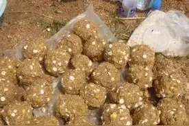 ​钓草鱼高手分享：秘制玉米粒饵料配方图片