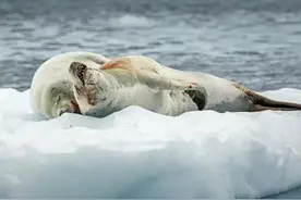 海豹情侣秀恩爱，连单身企鹅都受不了！图片