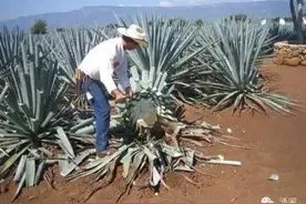 吓死了！墨西哥人喝酒竟然要加虫图片