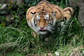 你若真懂猛兽猎食，定能走出炒股亏损怪圈图片