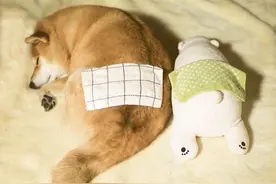 柴犬“爱”上布娃娃 就连睡觉的姿势都要与它同步图片