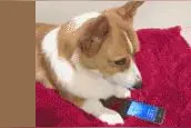 柯基的日常，好多场景看着真眼熟啊！图片