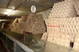 蝎子养殖应注意五个方面图片