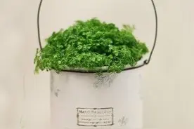麻麻们看这里！奶粉罐旧物改造DIY成小盆栽图片