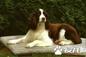 史宾格犬最易犯什么病 六种史宾格容易犯的病图片