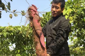 一根紫山药 种出永嘉山区农民致富路图片